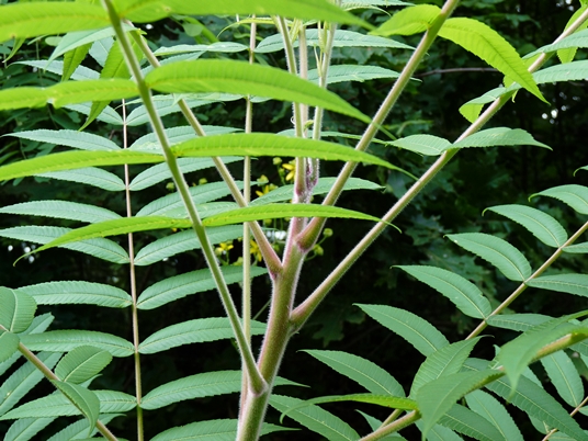 {Rhus typhina}